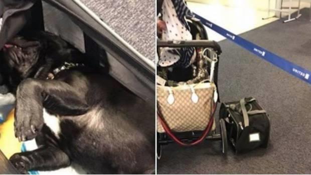 Muere asfixiado perrito al que azafata obligó a viajar en equipaje de mano
