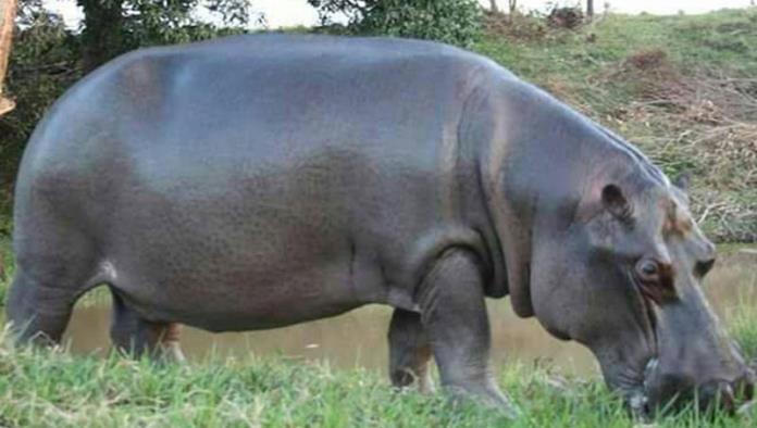 Agresivo, feroz… ‘Tyson’, el hipopótamo que merodea por Veracruz
