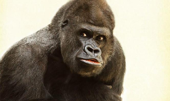 Gorila se viraliza por caminar como humano