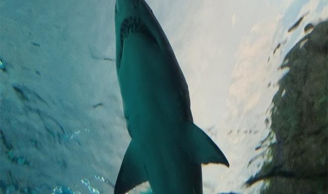 Pescadores captan a enorme tiburón blanco