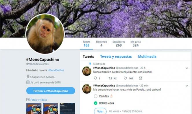 Mono de las Lomas ya tiene cuenta en Twitter
