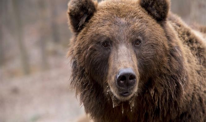Taxista muere por intentar hacerse una selfie con un oso