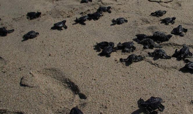 Niños y personal de la Semar liberan tortugas en playa de Oaxaca