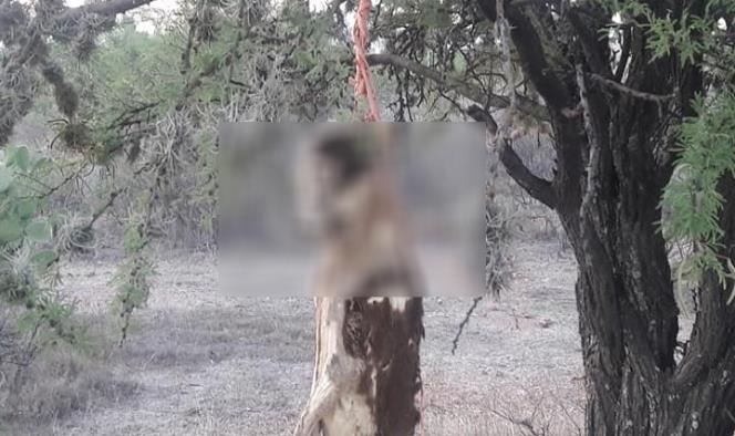 Otro caso de maltrato animal en Aguascalientes: cuelgan a un perro de árbol
