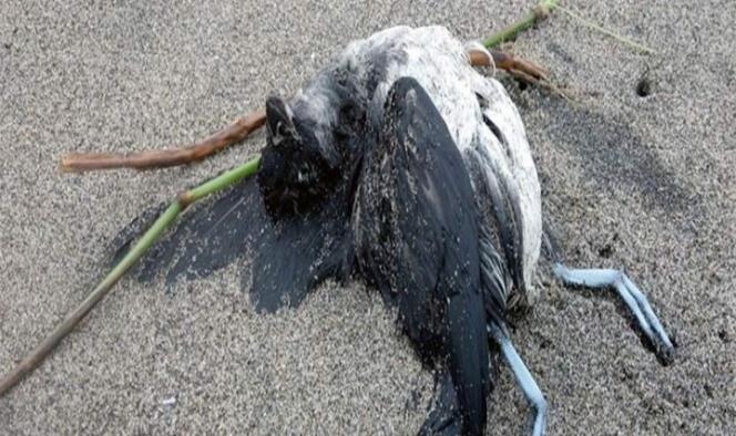 Misteriosa muerte de miles de aves anuncia ¿fin del mundo?