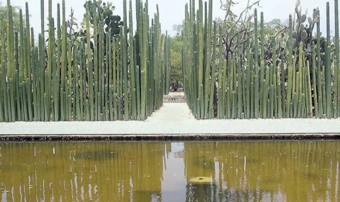 Jardín etnobotánico de Oaxaca, 20 años de preservar