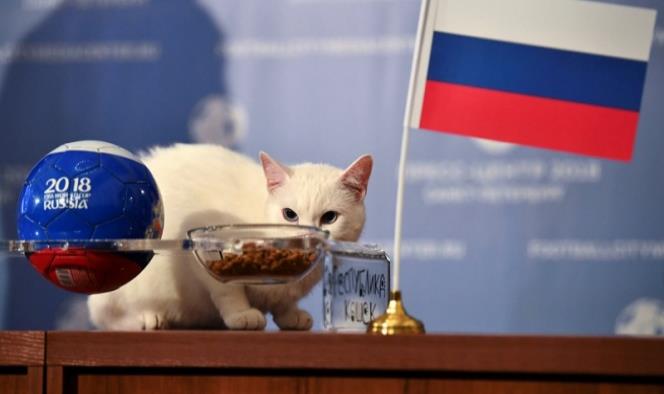Rusia mantiene su fe en el gato Aquiles