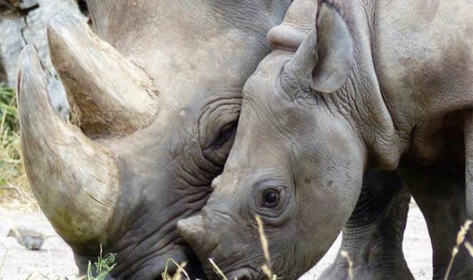 Matan a raro rinoceronte por obtener 1cm de cuerno