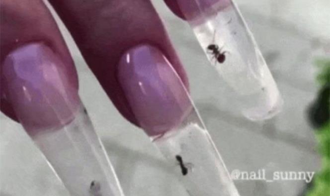 Critican la nueva moda: uñas de acrílico con hormigas vivas