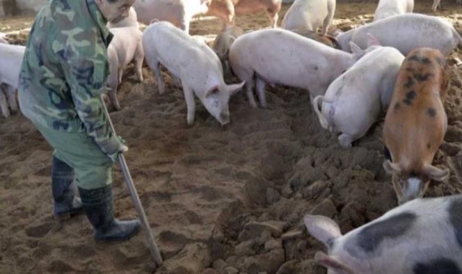 China anuncia nuevos brotes de peste porcina africana