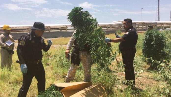 Hallan sembradío de mariguana al interior de la refinería de Pemex en Cadereyta