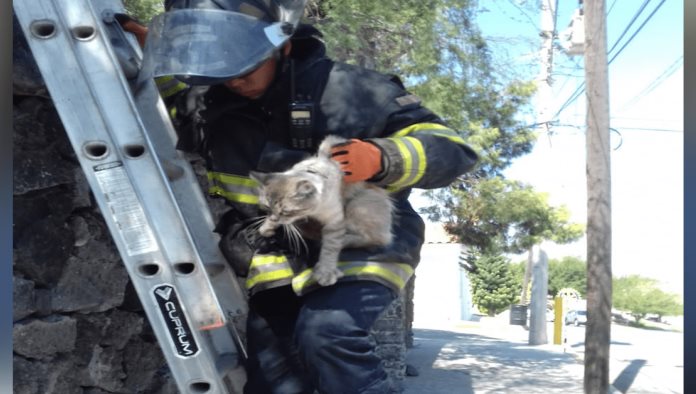 Salvan bomberos a un lindo gatito