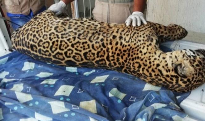 Localizan cadáver de jaguar cazado en Veracruz tras denuncias en redes sociales