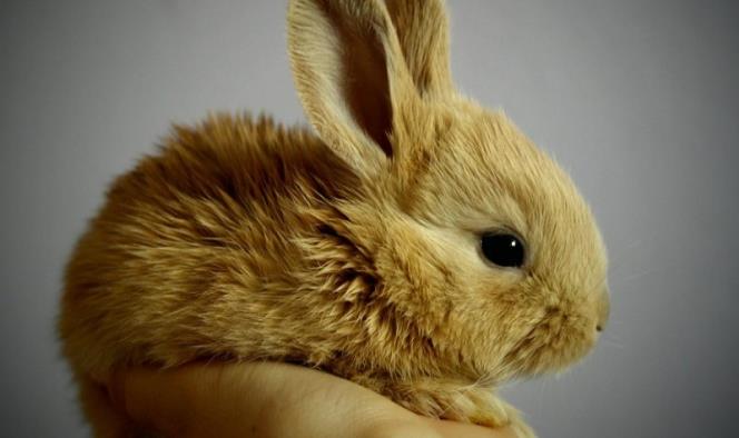 California prohíbe la venta de cosméticos probados en animales