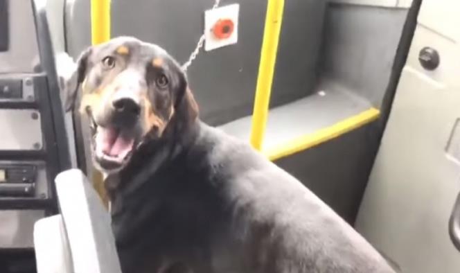 Conductor de autobús salva a perrito; pasajeros lo ovacionan