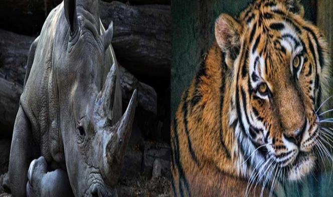 China autoriza el uso de cuernos de rinoceronte y huesos de tigre