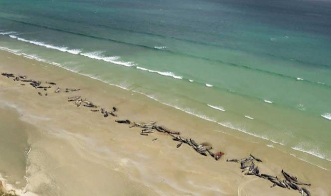 Mueren 145 ballenas en Nueva Zelanda tras quedar encalladas