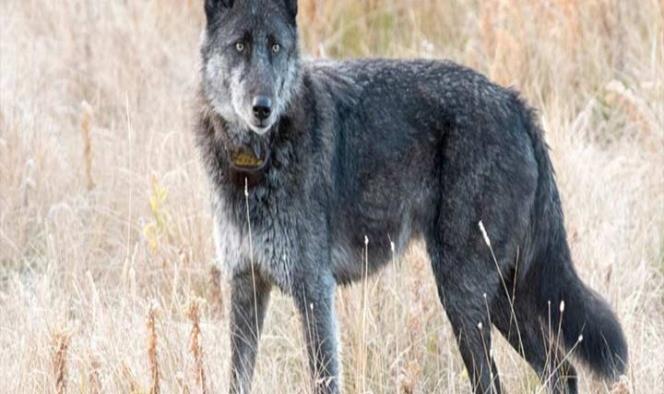 Cazador mata a la loba más querida de Yellowstone