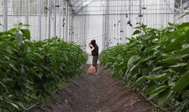 México es cuarto lugar mundial en producción de alimentos orgánicos