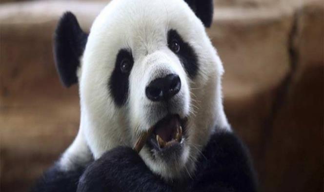 Panda juega con cuchillo; lo confundió con tallo de bambú