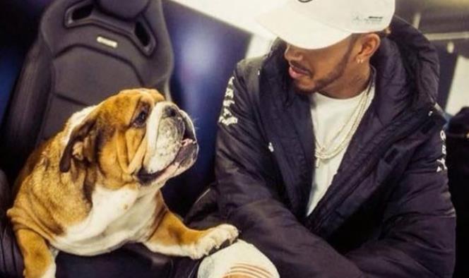 El bulldog de Hamilton cobra 700 euros al día