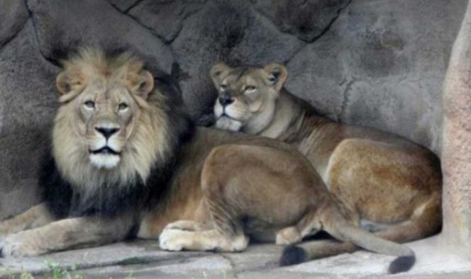Hombre muere atacado por leones tras irrumpir en zoológico