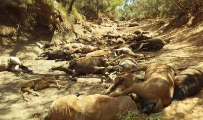 Mueren decenas de caballos por extremo calor en Australia