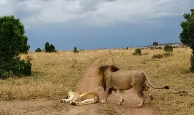 Cómo NO despertar a una leona; joven león aprendió la lección