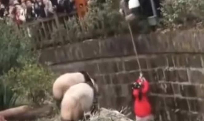 Niña cae en hábitat de pandas en zoológico chino