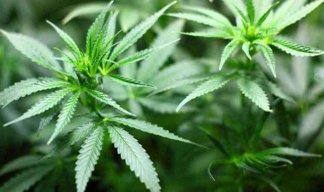 Cofepris debe transparentar permisos para uso medicinal del cannabis