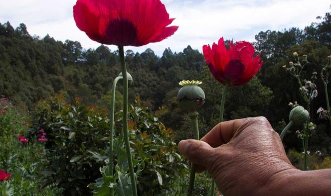 ONU celebra amnistía a campesinos amapoleros