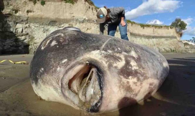 Encuentran gigantesco y raro pez en playa de California