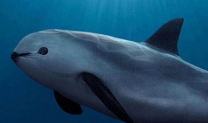 Vaquita marina podría extinguirse en junio