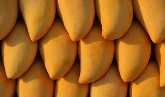 Estudiantes crean plástico biodegradable con cáscara de mango
