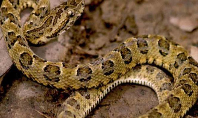 Encuentran nueva serpiente altamente venenosa en Perú