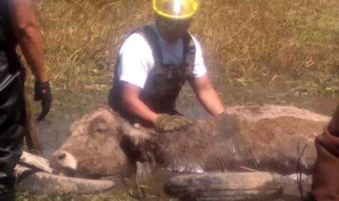Vaca cae en el fango y bomberos la rescatan; fue mordida por perros