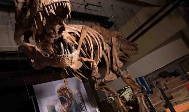 Presentan en Canadá el fósil de T-Rex más grande del mundo