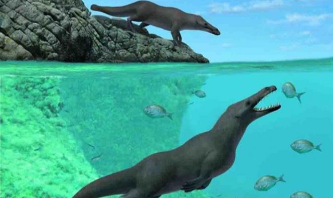 Hallan en Perú fósil de ballena anfibia con cuatro patas