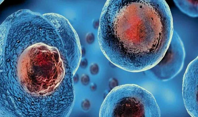Desarrollan biotecnología de células madre para curar heridas