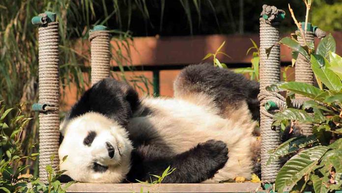 Pandas de Chapultepec, las más longevas y carismáticas del mundo