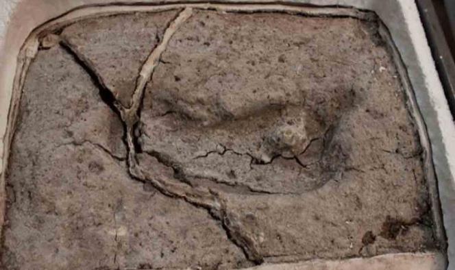 Descubren la huella humana más antigua del mundo