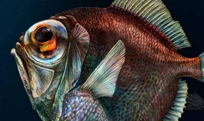 Era mito: peces de bajas profundidades no son ciegos; tienen supervisión
