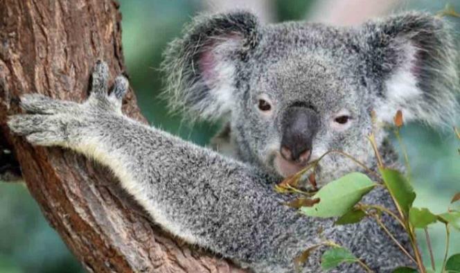 El koala estaría virtualmente extinto y sería nuestra culpa