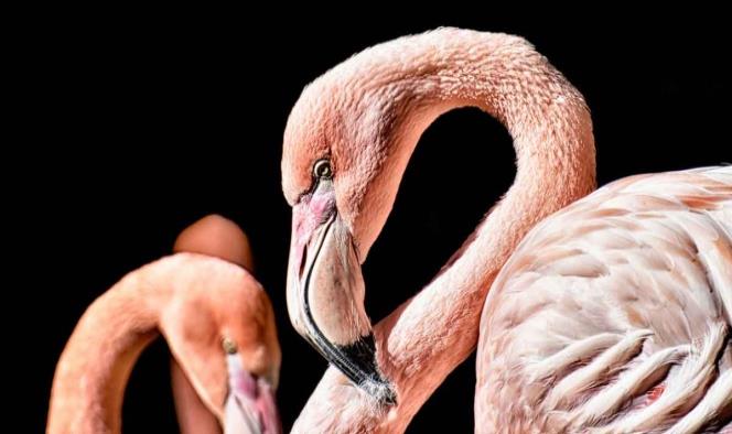 Sacrifican a flamingo; niño lo lastimó gravemente con piedra