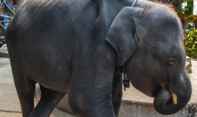 Muere elefante bebé en zoo; lo obligaban a bailar para turistas