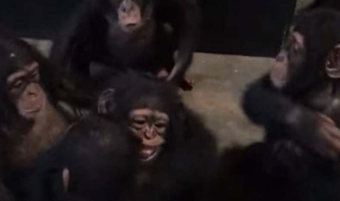 Así recibieron a chimpancé rescatado cazadores