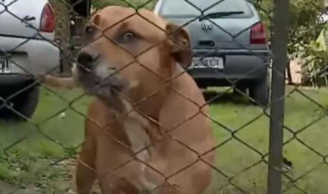 Ladrón es atacado por perros pitbull; le comieron una pierna