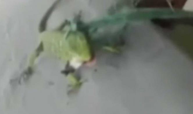 ¡Indignante! Jóvenes obligan a iguana a fumar mariguana