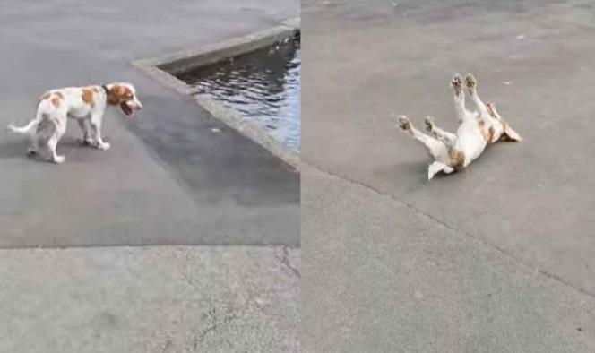 Perrito se desmaya de la emoción al ver a unos patitos