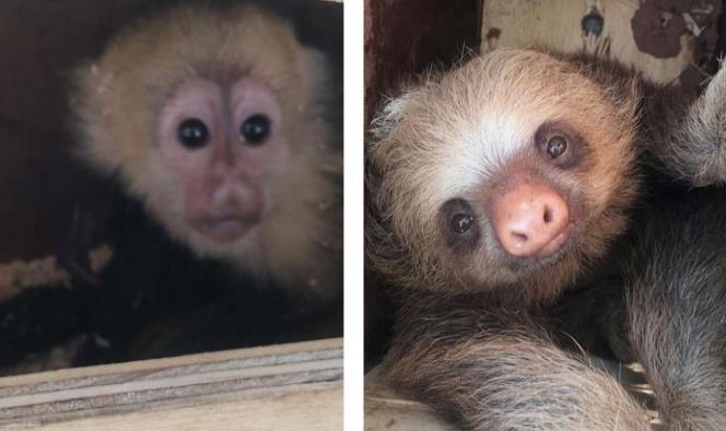 ¡Terrible crueldad! Matan a monos capuchinos bebés y osos perezosos